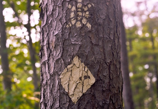 Sheltowee Trace